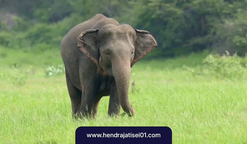 mindset-sang-gadjah-673315c833394